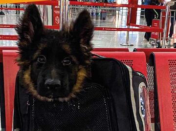 ¡De Turquía para México! Llega al AICM cachorro donado tras la muerte de Proteo, perrito rescatista de la Sedena