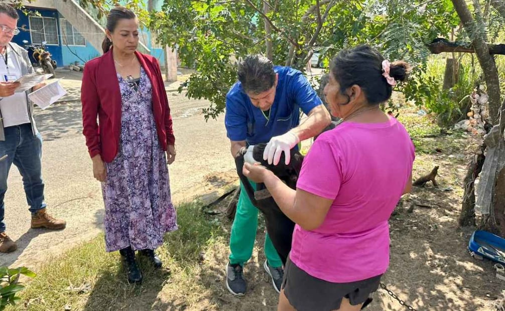 Rescatan a “Luna” y “Rocky” perritos mestizos en Veracruz; presentan desnutrición y anemia severa.
Foto: Especial.