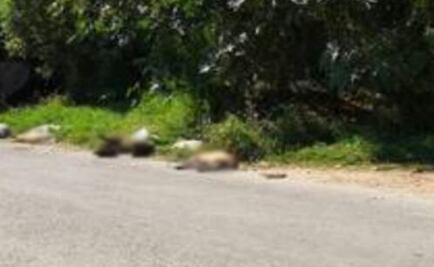 Investigan envenenamiento de 37 perros en Morelos