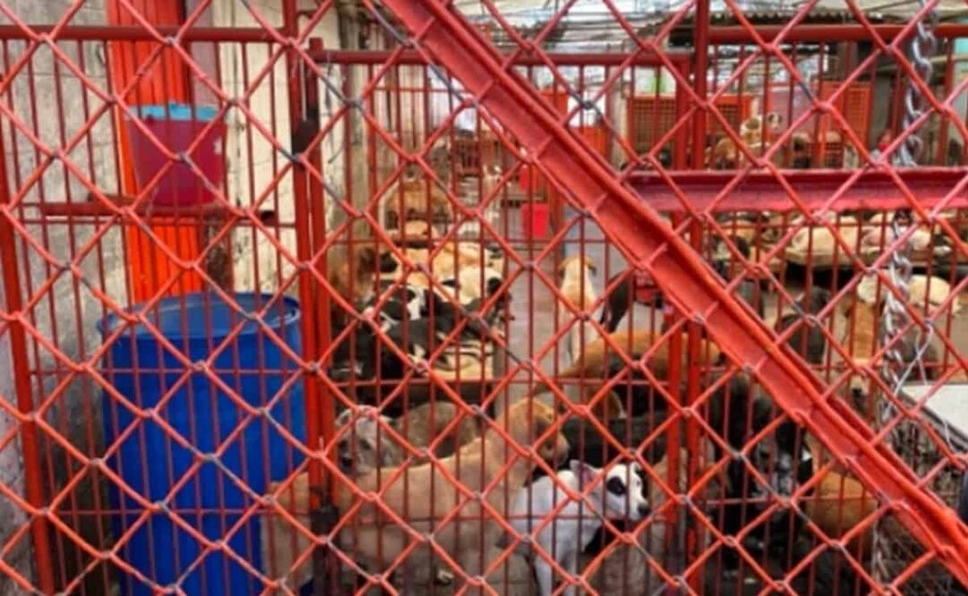 Hace unos días rescataron a más mil perros callejeros del refugio Franciscano