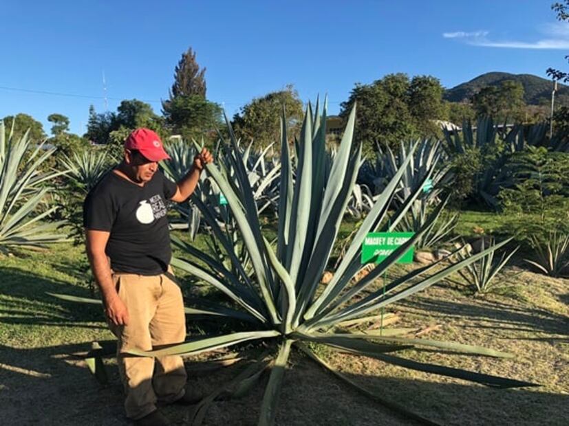 Proyecto LAM, el legado de Lorenzo Ángeles Mendoza