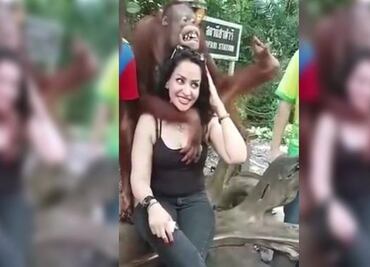Orangután "se aprovecha" de turista en Tailandia