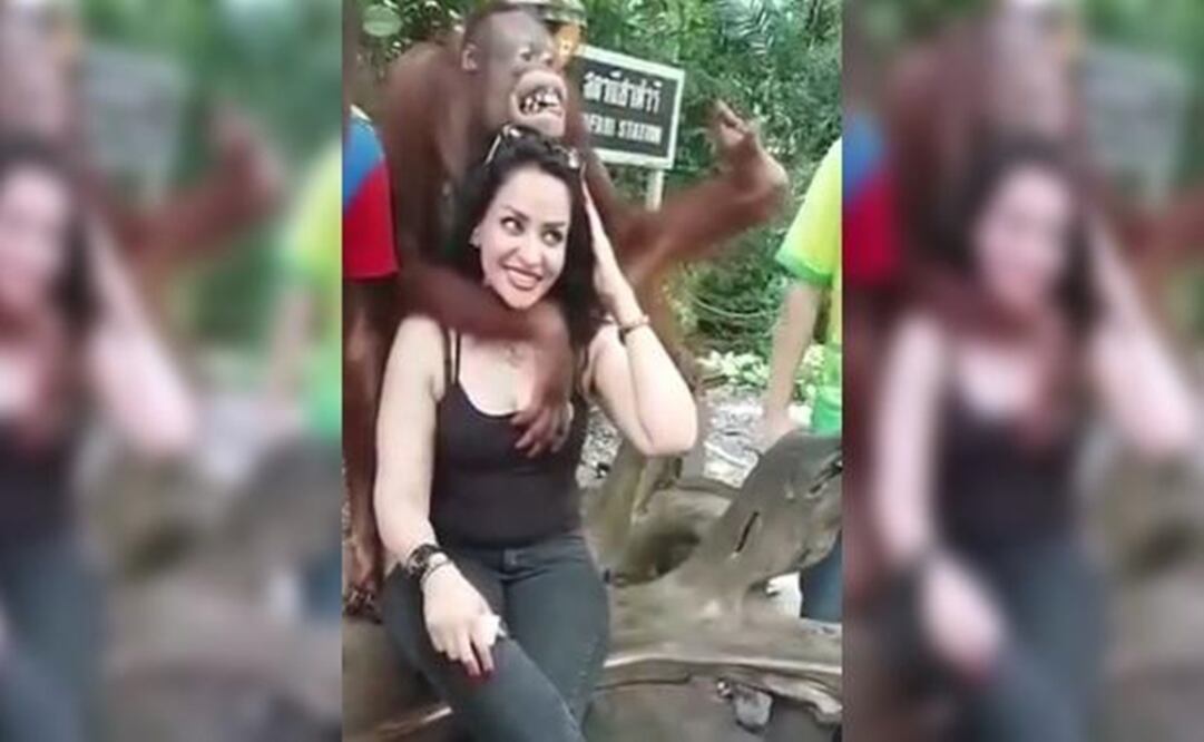 Orangután "se aprovecha" de turista en Tailandia