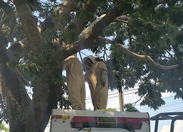 Abejas africanizadas atacan a un grupo de personas en Juchitán, Oaxaca; 18 tuvieron que recibir atención médica