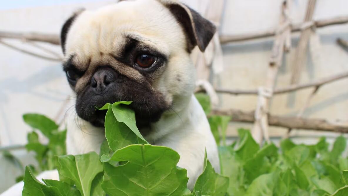 Las espinacas pueden ser perjudiciales para los perros si se ofrecen en exceso debido a estos componentes, por lo que es importante prestar atención a la cantidad y frecuencia. Foto: Archivo / EL UNIVERSAL