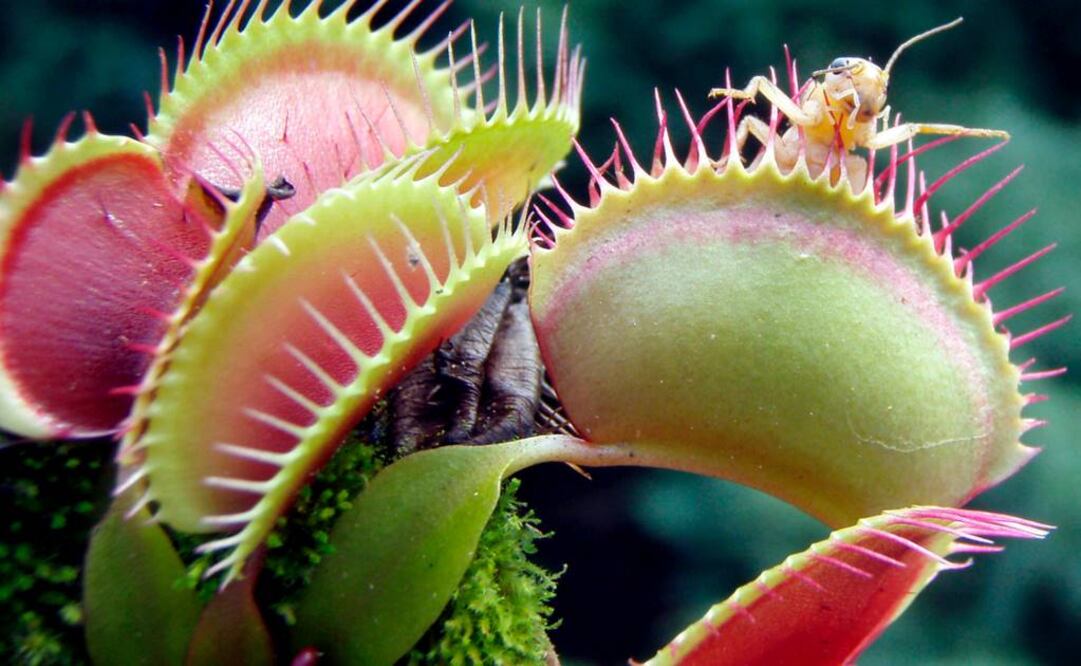 Las droseras o plantas del rocío del sol están presentes en todos los continentes, pero la mayoría presentan una distribución tropical. (FOTO: Archivo EL UNIVERSAL) 