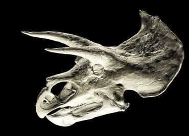 La “Guerra de los huesos” lidiada por científicos en el Viejo Oeste