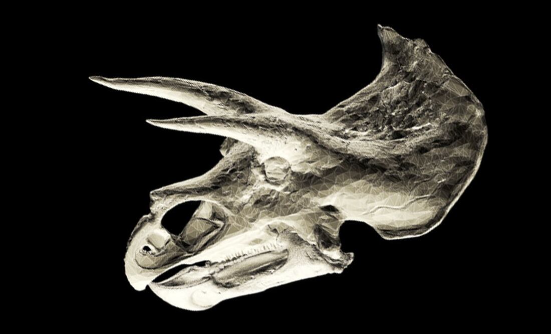 El cráneo de un Triceratops, uno de los muchos dinosaurios descubiertos durante la "Guerra de los Huesos". Foto: Science Photo Library