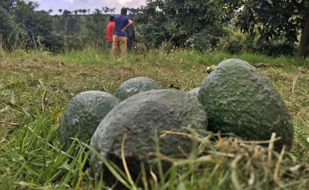 Foto: Carlos Arrieta