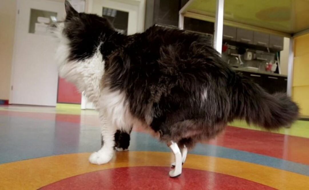 Gato volverá a caminar gracias a patas de titanio