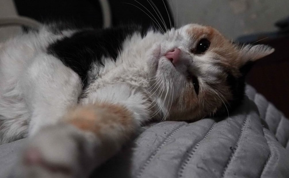 En México, los animales de compañía forman parte esencial de la vida cotidiana. De acuerdo con datos del Inegi, al menos siete de cada diez hogares en el país cuentan con una mascota. Foto: Camila Ayala/ Cuartoscuro