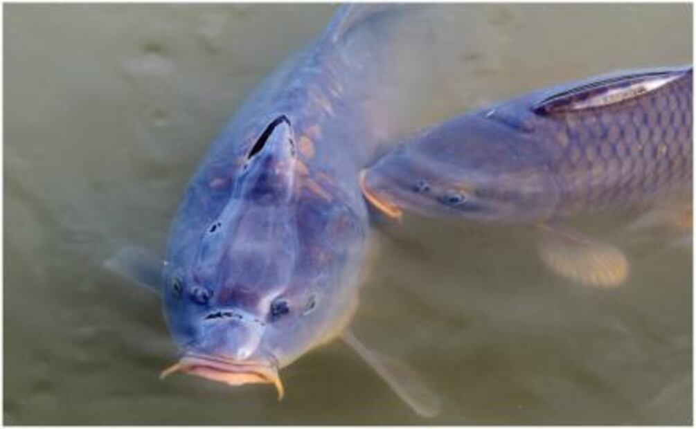 Enfermedades que te pueden dar por comer estos alimentos