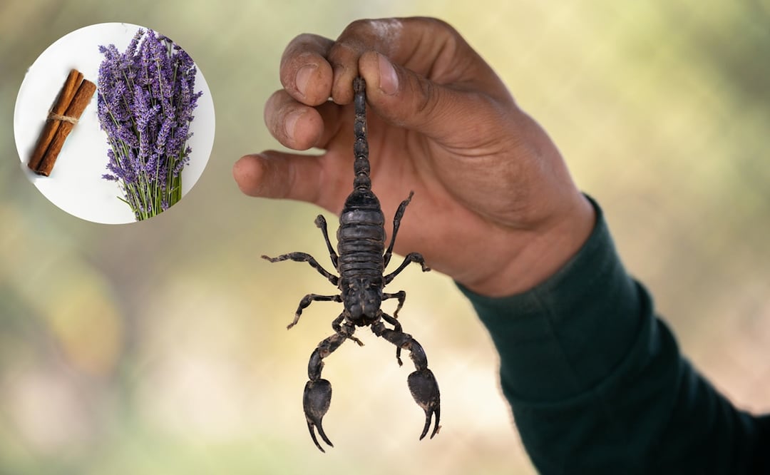 Con dos ingredientes puedes alejar las plagas de tu hogar. Foto: Pexels
