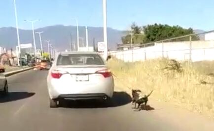 Captan otro caso de maltrato animal: ahora arrastran a perro desde un auto