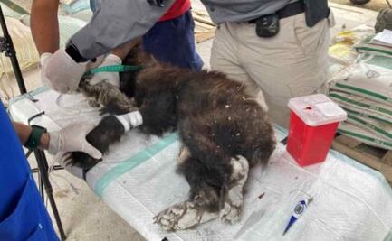 Rescatan a osezno encadenado y malherido de rancho en Nuevo León  