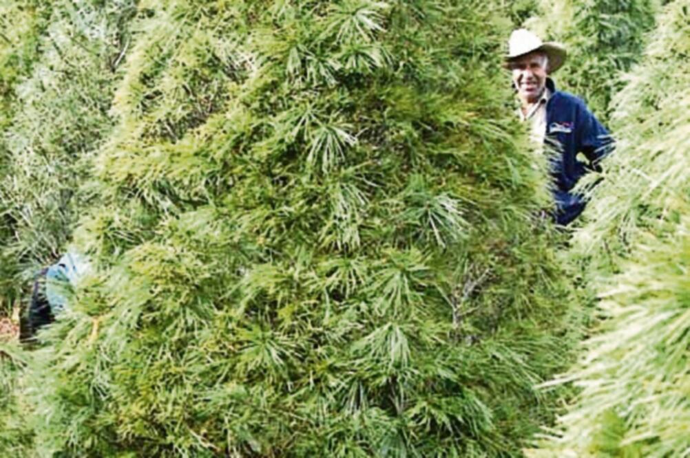 Árboles infectados. Las plagas halladas por la Profepa en los pinos de Navidad son conocidas comúnmente como gorgojos o picudos. (ARCHIVO EL UNIVERSAL)