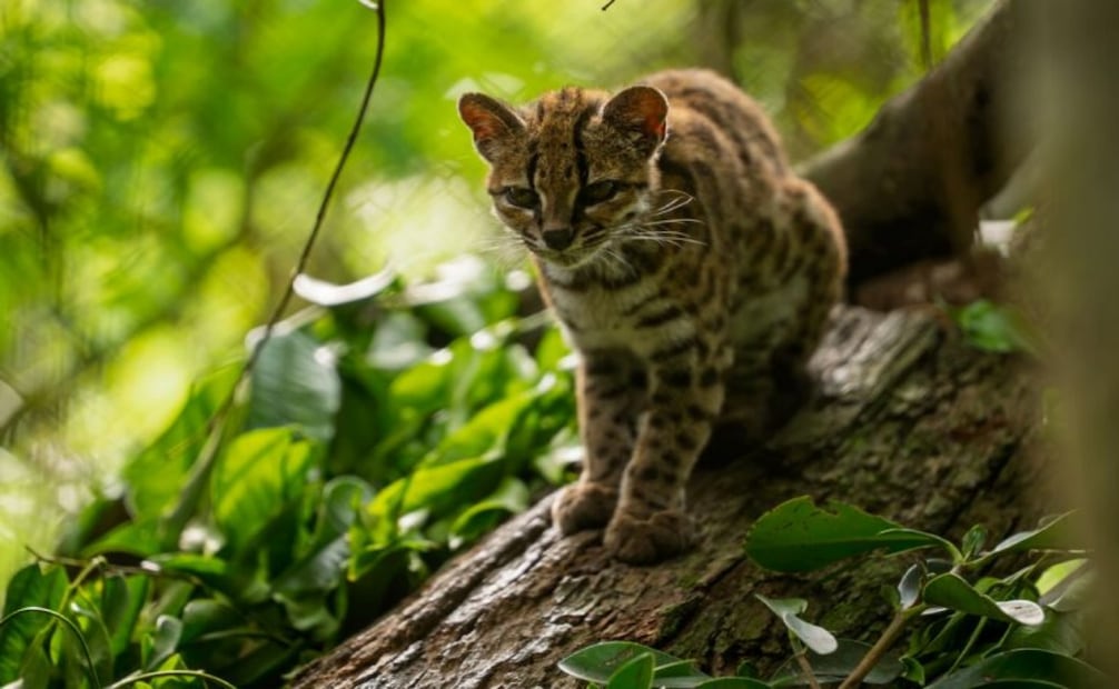 Esta nueva especie habita en los Yungas de La Paz, una zona amenazada por incendios y minería. Foto: cortesía Botanica Films / Emi Kondo