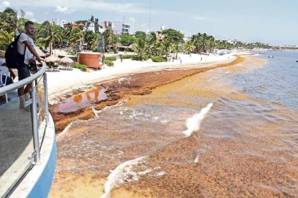 Así lucían ayer las playas de la Riviera Maya ante la llegada del sargazo. Según la Red de Monitoreo de Sargazo Cancún, este año se espera una mayor cantidad. / FOTOS: ALONSO CUPUL. EFE