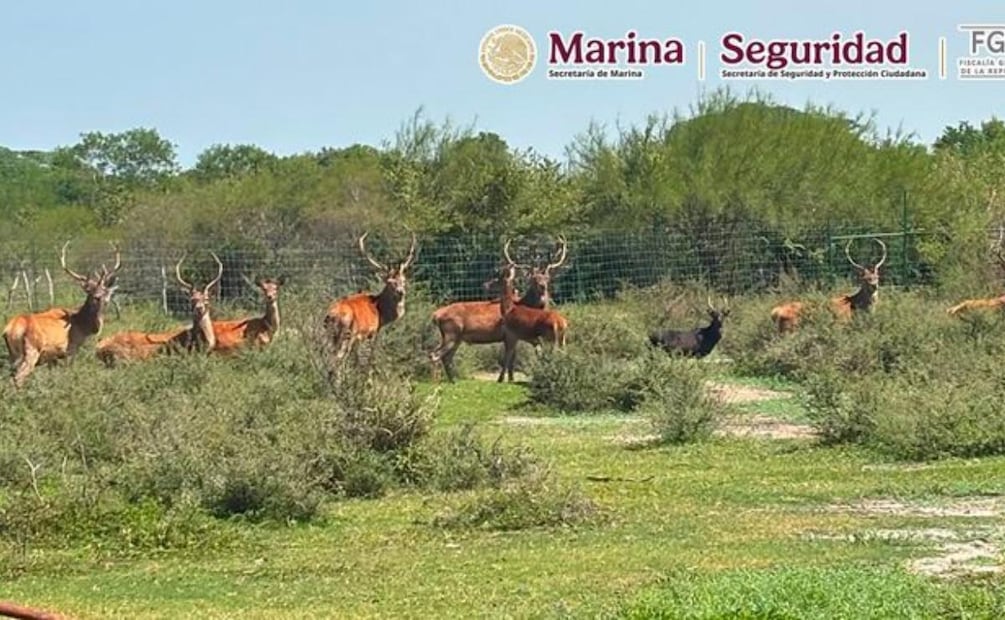 Rancho donde fueron rescatados 135 animales en Tamaulipas (28/08/2026). Foto: Especial