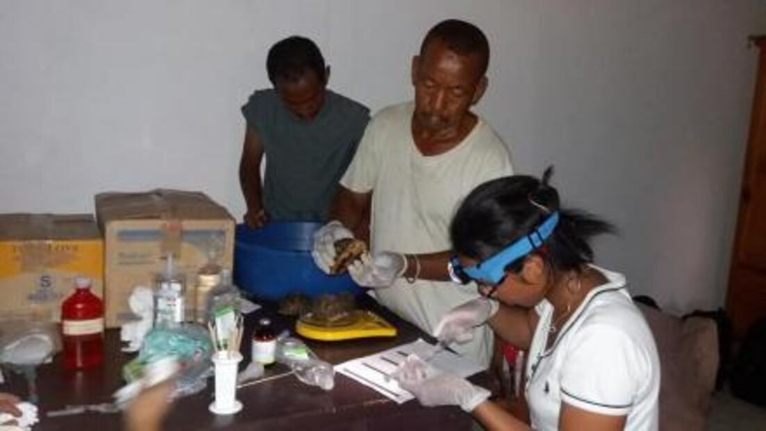 Madagascar: Rescatan a más de 10 mil tortugas encerradas sin comida ni agua