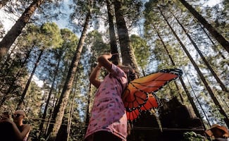 El espectáculo naranja regresa; ¿cuándo y en qué bosques ver a la Mariposa Monarca este 2026?