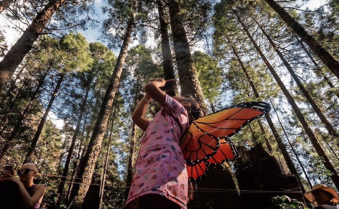 La mariposa monarca hace de los pinos, encinos y oyameles su refugio durante cinco meses, a partir del mes de noviembre. (21/02/2025) Foto: Yaretzy Osnaya | El Universal