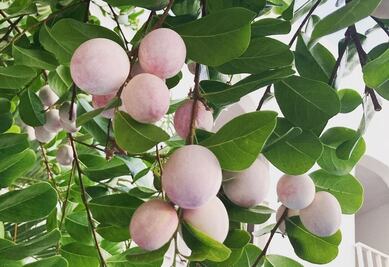 Icaco, un fruto poco conocido 