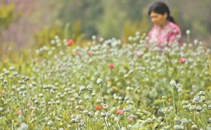 Cultivo de amapola en México y la cooperación en seguridad con EU, foro vía EL UNIVERSAL