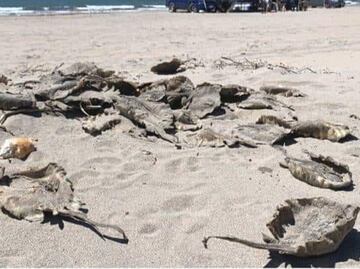 Aparecen rayas y mantarrayas muertas en playa de Sonora; ecologistas denuncian maltrato animal