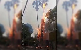 Rayo provoca incendio de dos palmeras en Jardines del Pedregal; emergencia ya fue controlada