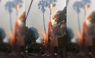 Rayo provoca incendio de dos palmeras en Jardines del Pedregal; emergencia ya fue controlada