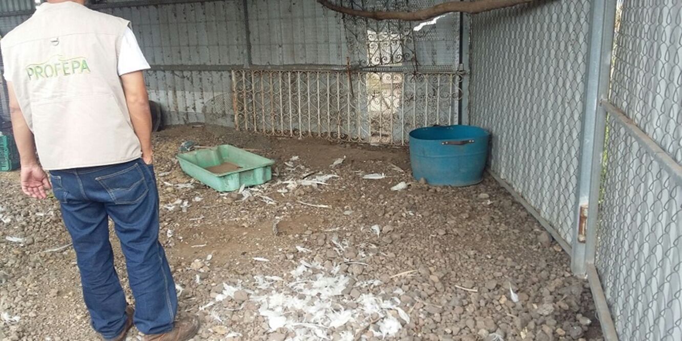(Foto: Profepa)