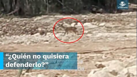 “Destruimos para crear” Captan a ciervo deambulando en construcción del Tren Maya