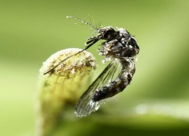Mexico confirms first case of microcephaly from Zika