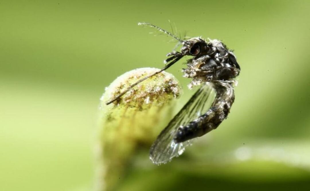 An aedes aegypti mosquito is pictured in Costa Rica on February 2016 - Photo: Juan Carlos Ulate / REUTERS