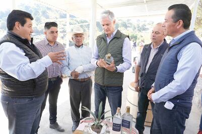 Impulsan elaboración de mezcal en 15 municipios