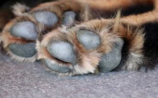 ¿Tu perro te da su pata sin que se lo pidas? Esto significa, según experto