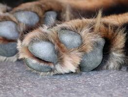 ¿Tu perro te da su pata sin que se lo pidas? Esto significa, según experto