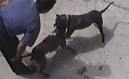 Buscan impedir evento internacional de perros