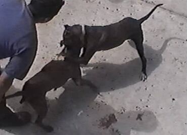 Buscan impedir evento internacional de perros