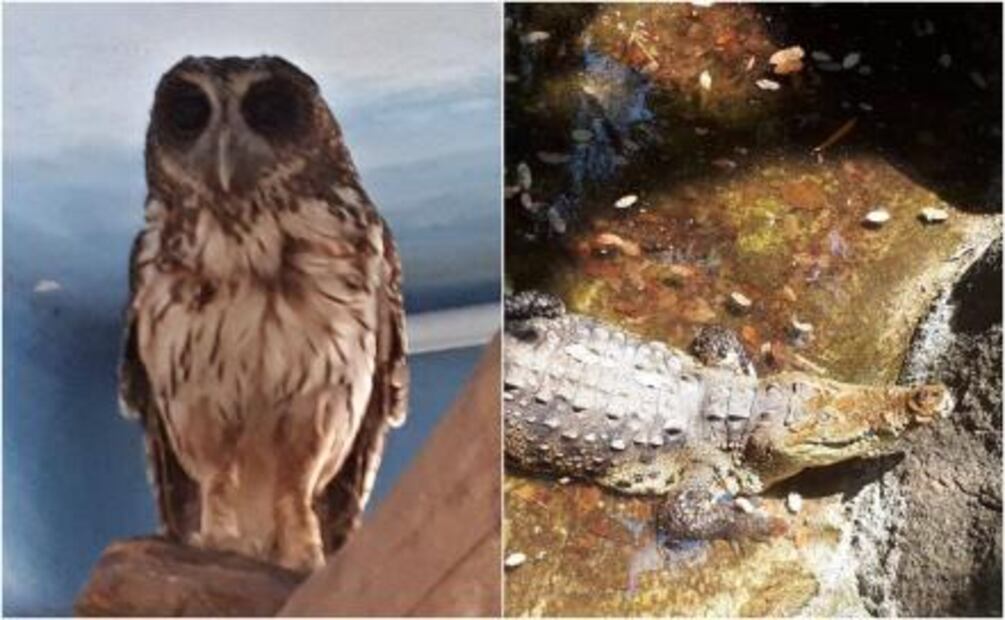 Aseguran 54 animales en Zoológico de Puerto Vallarta por trato indigno