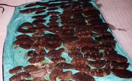 Asegura Profepa 172 pepinos de mar y una embarcación en BC; no hay detenidos