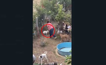 Maltratan a lomitos en guardería para mascotas en Veracruz; autoridades inician proceso de clausura 