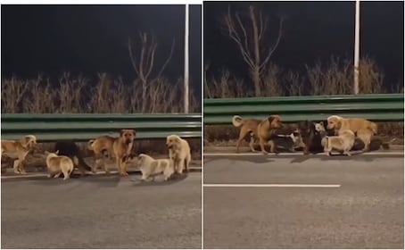 ¡Iban a convertirlos en carne! 7 perros escapan del horror, recorren 17 km guiados por un Corgi y conmueven al mundo