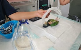 Loro sufre quemaduras en Yucatán tras ser alimentado con atole hirviendo; propietaria es acusada de maltrato
