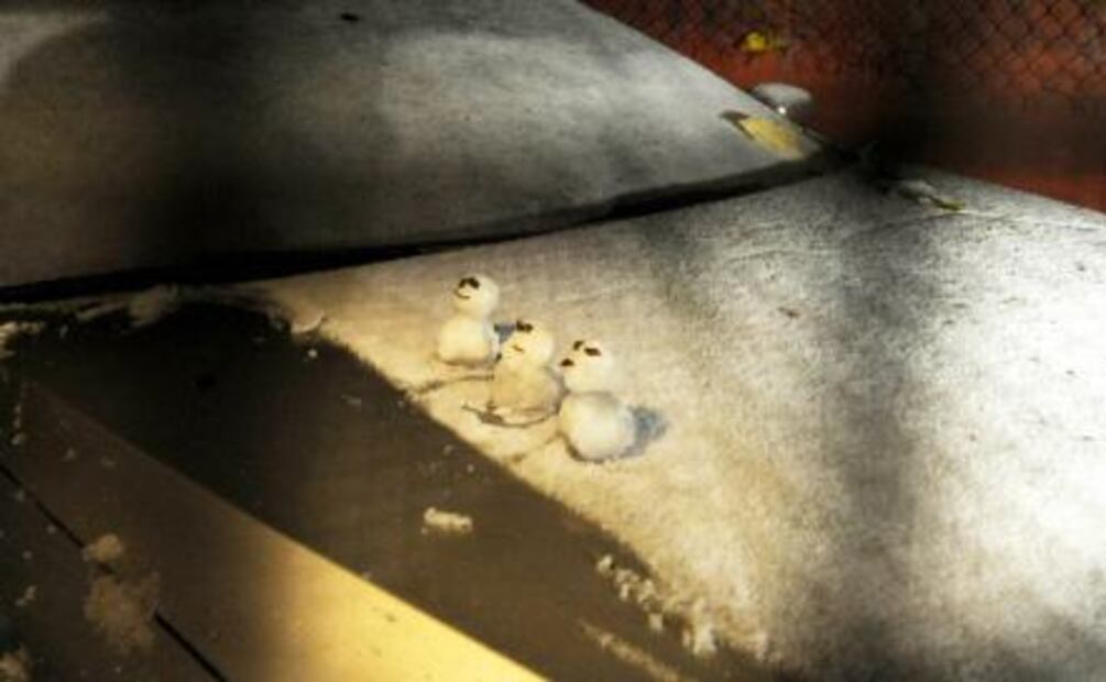 Heladas y caída de aguanive predominarán en el país 