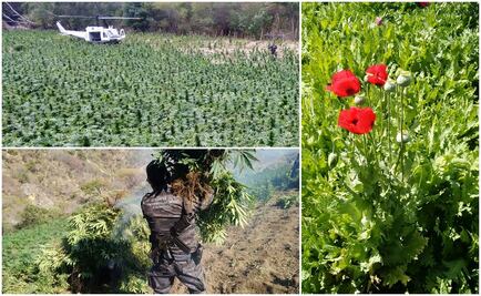 PGR destruye 4 plantíos de marihuana y amapola en Nayarit