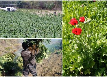 PGR destruye 4 plantíos de marihuana y amapola en Nayarit