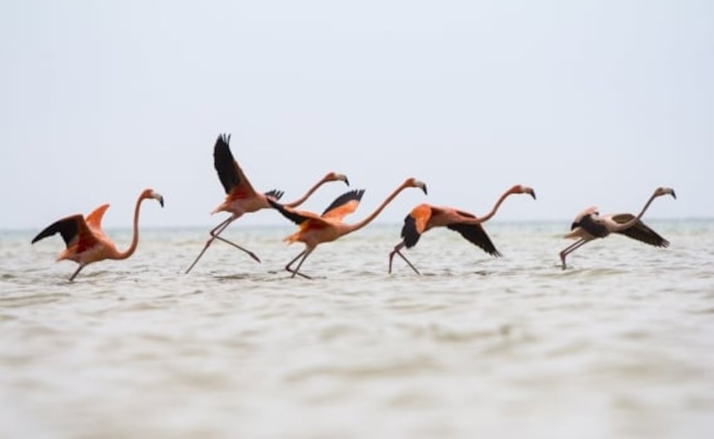 Holbox, Oaxaca y otros lugares para tus vacaciones de diciembre
