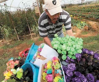 Floricultores mexiquenses, listos para el Día del Amor